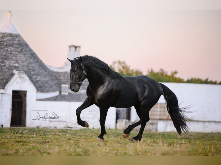 Murgese Stallone 3 Anni Morello in Noci