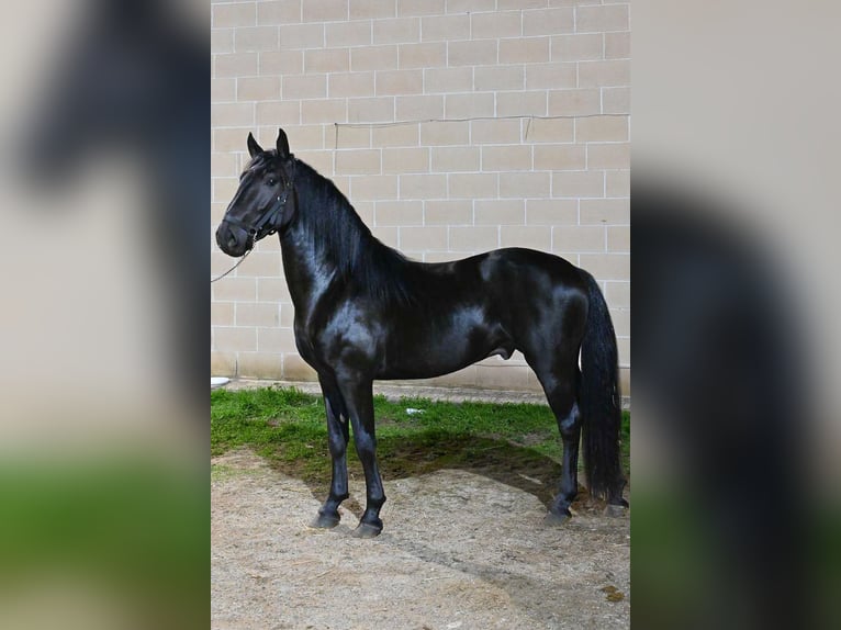 Murgese Stallone 3 Anni Morello in Martina Franca