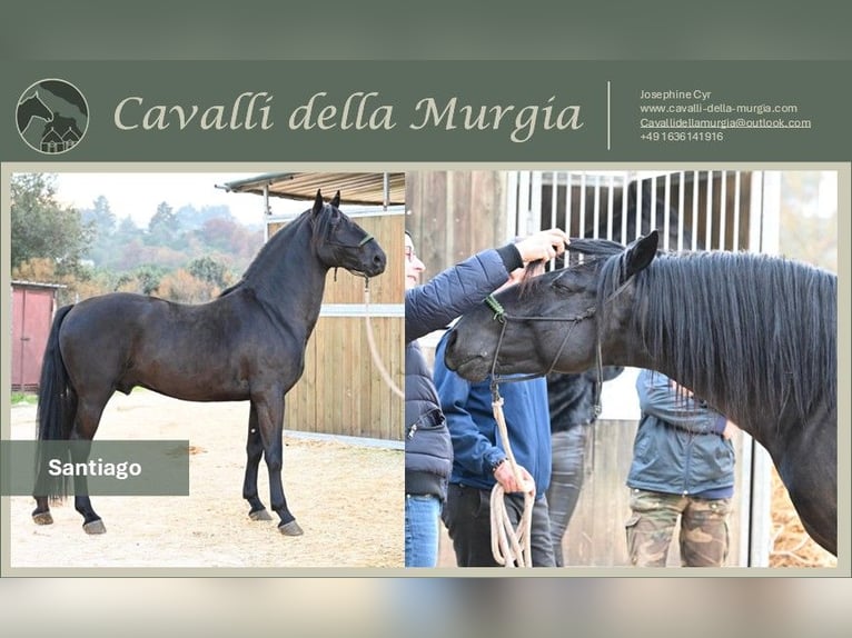 Murgese Stallone 4 Anni 156 cm Morello in Martina Franca
