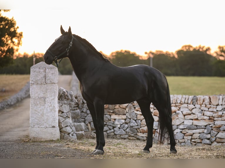 Murgese Stallone 4 Anni 156 cm Morello in Noci