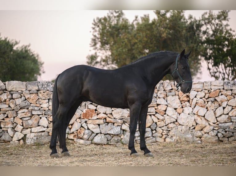 Murgese Stallone 4 Anni 156 cm Morello in Noci