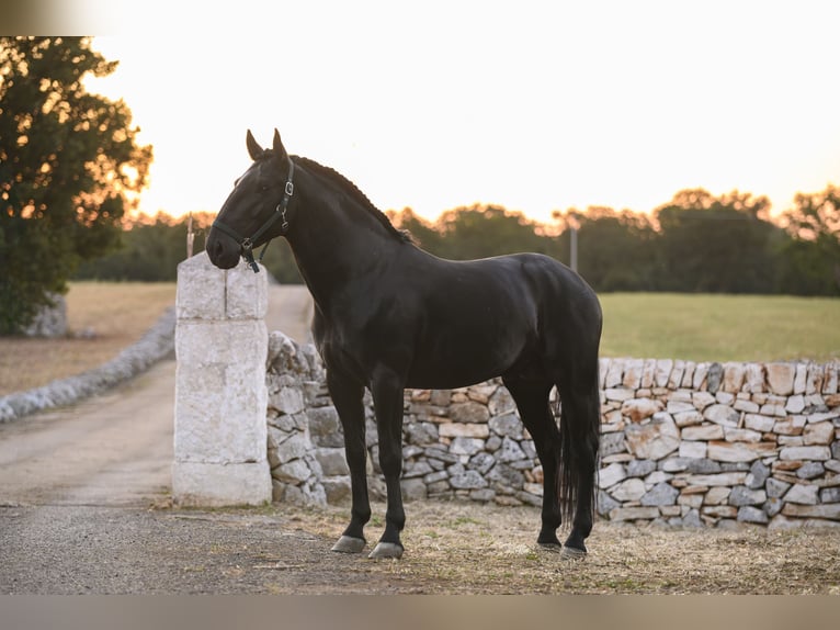 Murgese Stallone 4 Anni 156 cm Morello in Noci