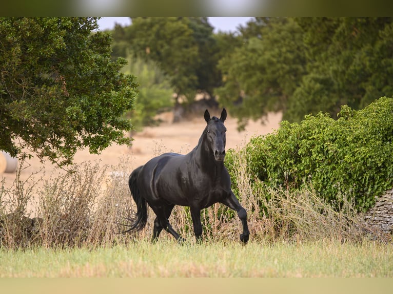 Murgese Stallone 4 Anni 156 cm Morello in Noci