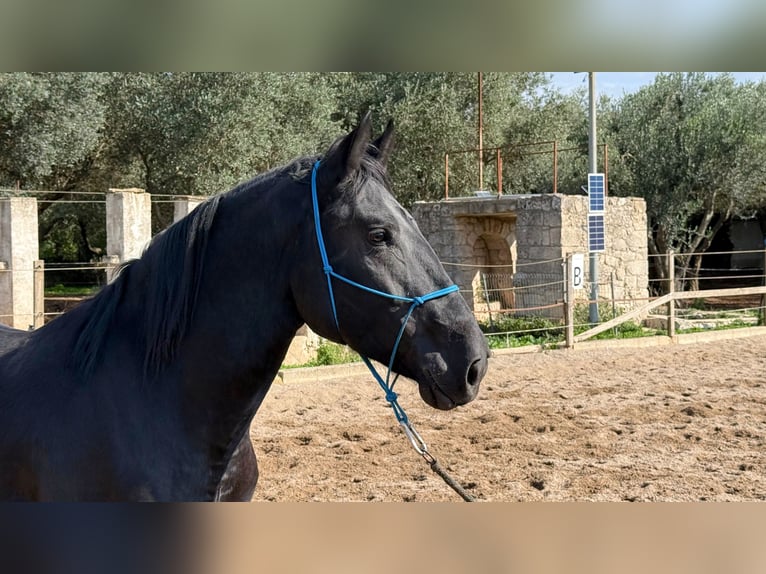 Murgese Stallone 4 Anni 160 cm Morello in Martina Franca