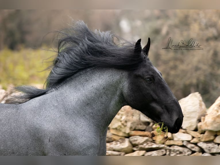 Murgese Stallone 8 Anni 161 cm Roano blu in San Paolo