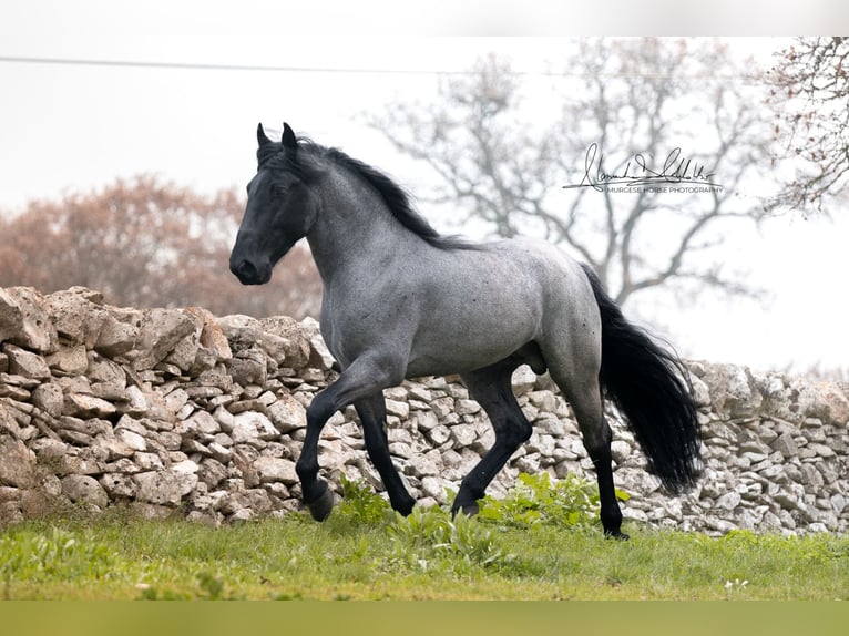Murgese Stallone 8 Anni 161 cm Roano blu in San Paolo