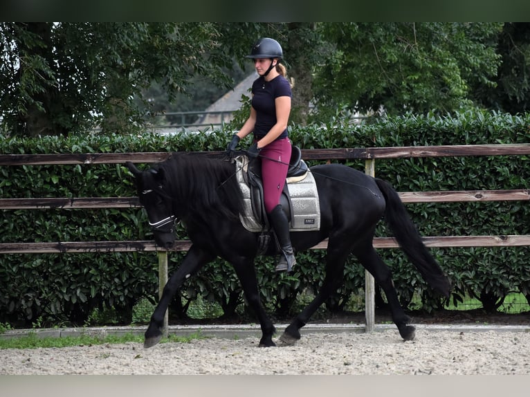 Murgese Sto 4 år 155 cm Svart in Montfoort