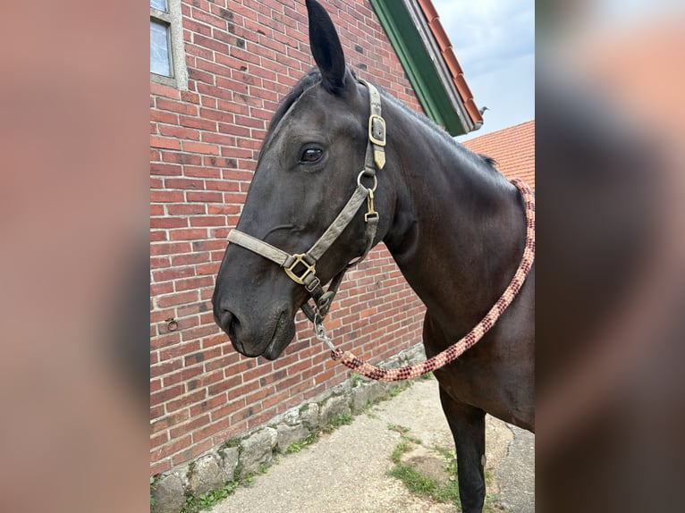 Murgese Stute 11 Jahre 162 cm Rappe in Tecklenburg
