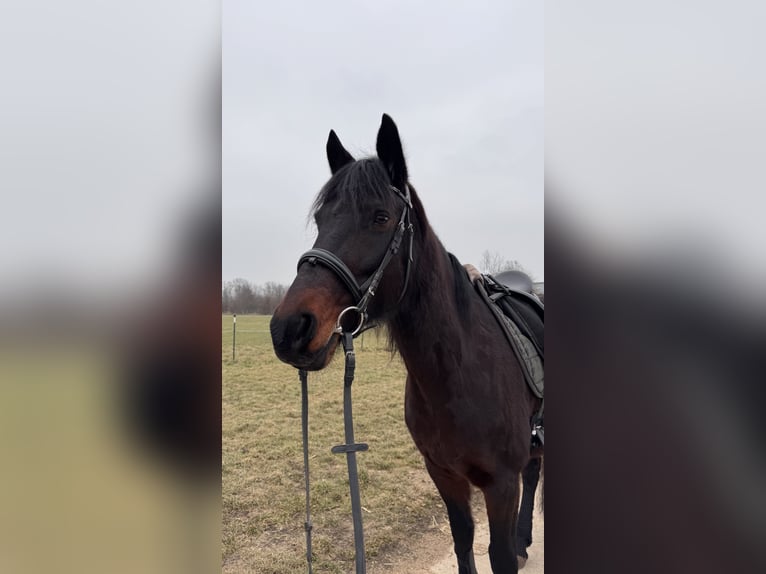 Murgese Mix Stute 13 Jahre 155 cm Brauner in Sulzbach