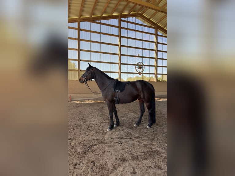 Murgese Mix Stute 13 Jahre 155 cm Brauner in Sulzbach
