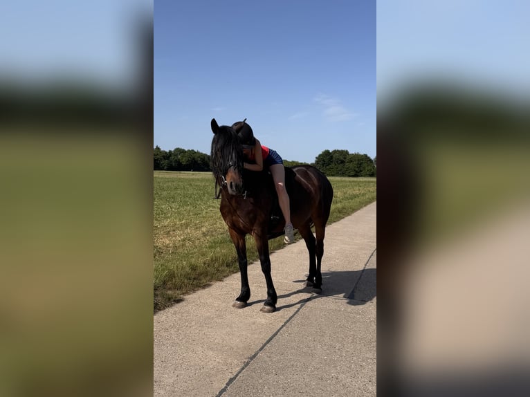 Murgese Mix Stute 13 Jahre 155 cm Brauner in Sulzbach