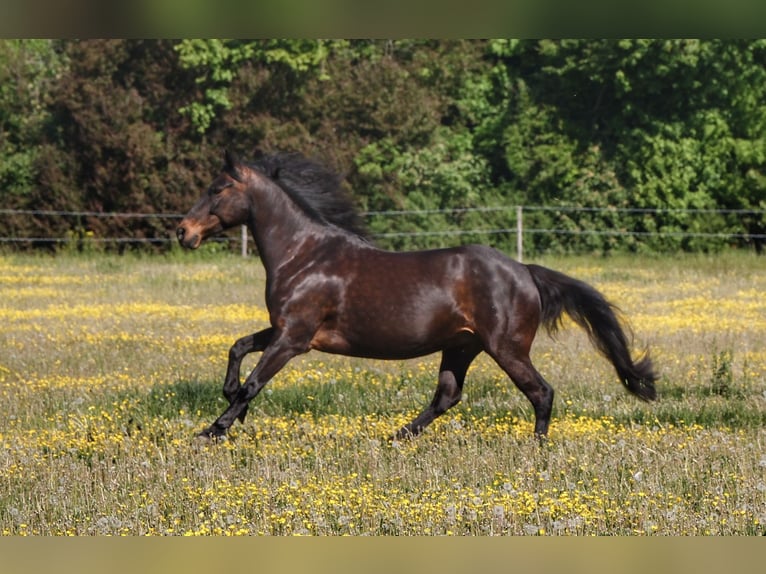 Murgese Mix Stute 13 Jahre 155 cm Brauner in Sulzbach