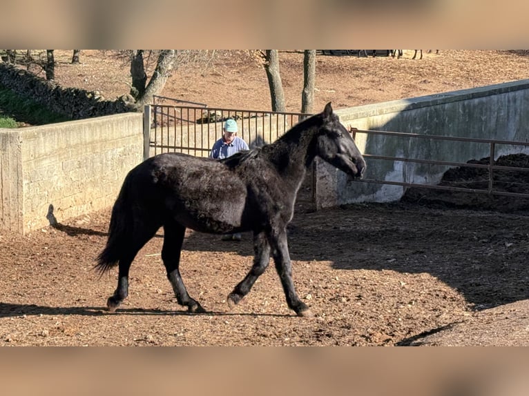 Murgese Stute 1 Jahr 160 cm Rappe in Martina Franca
