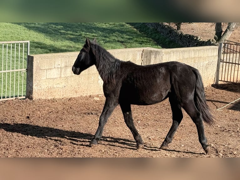 Murgese Stute 1 Jahr 160 cm Rappe in Martina Franca