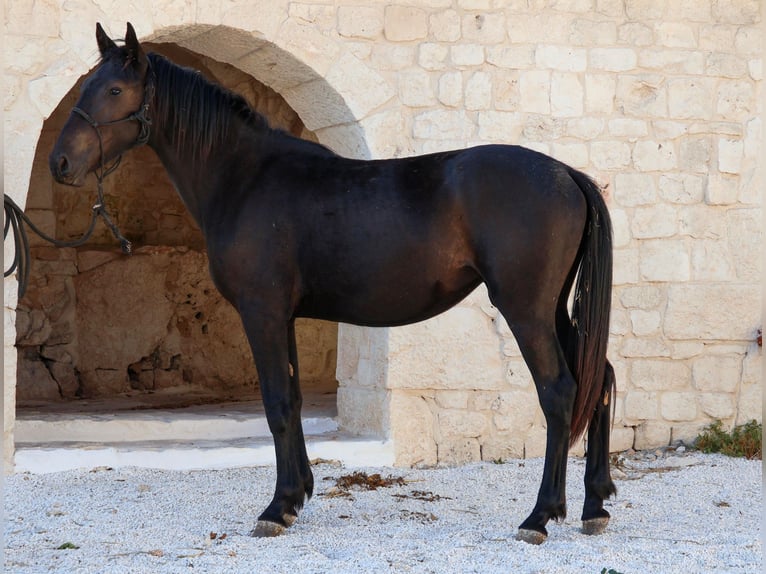 Murgese Stute 1 Jahr 160 cm Rappe in Martina Franca