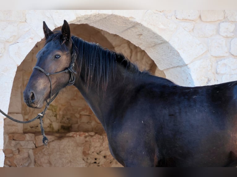 Murgese Stute 1 Jahr 160 cm Rappe in Martina Franca