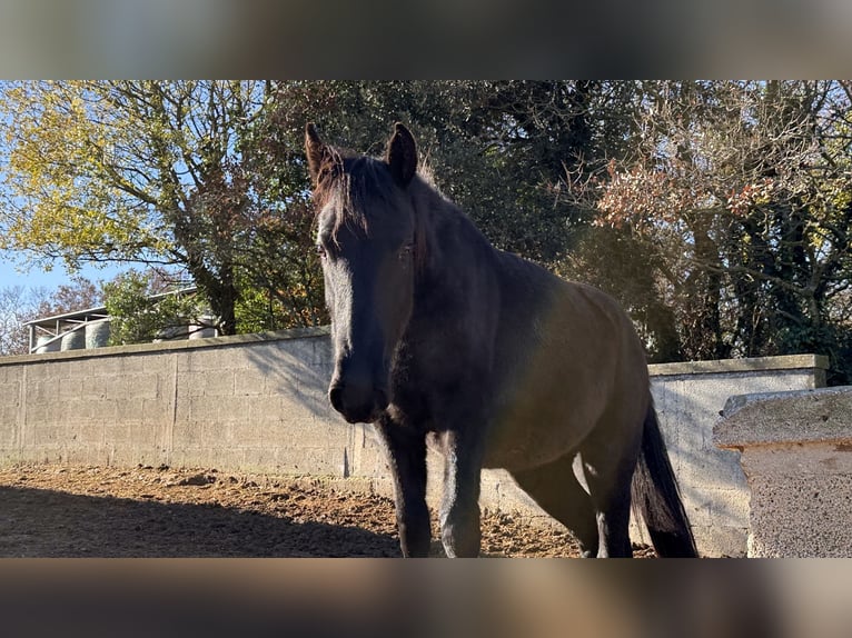 Murgese Stute 1 Jahr 160 cm Rappe in Martina Franca