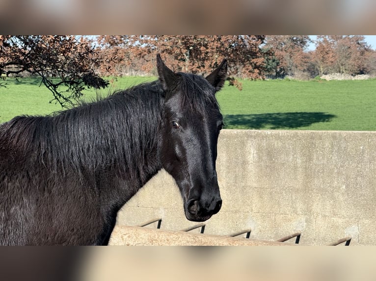 Murgese Stute 1 Jahr 160 cm Rappe in Martina Franca