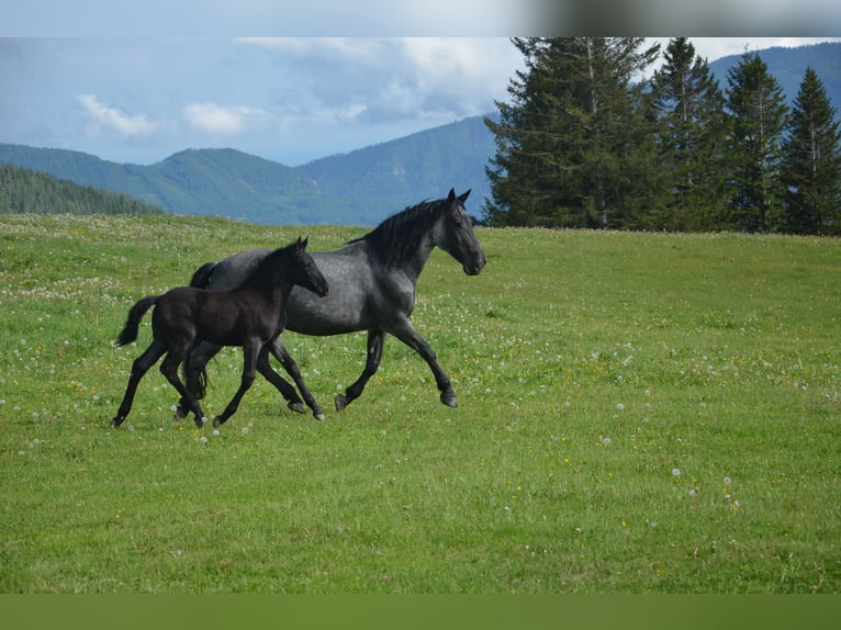 Murgese Stute 1 Jahr Roan-Blue in Tweng