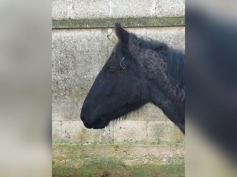 Murgese Stute 1 Jahr Roan-Blue in Martina Franca