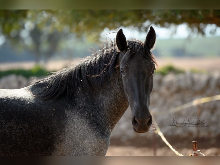 Murgese Stute 2 Jahre 154 cm Roan-Blue in Martina Franca