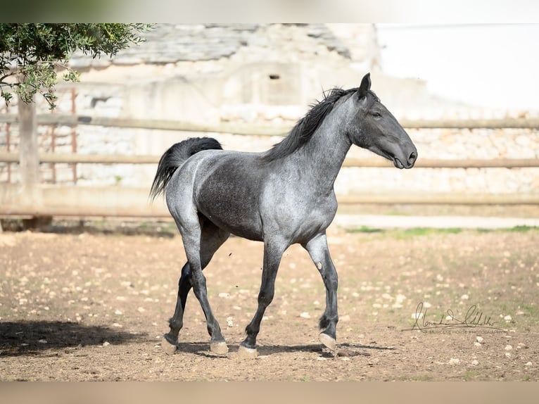Murgese Stute 2 Jahre 154 cm Roan-Blue in Martina Franca