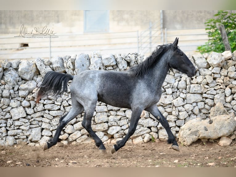Murgese Stute 2 Jahre 154 cm Roan-Blue in Martina Franca