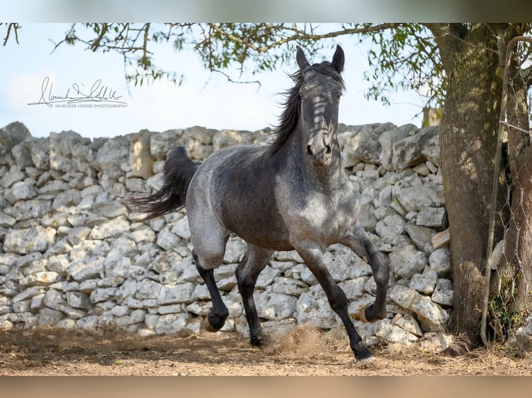 Murgese Stute 2 Jahre 154 cm Roan-Blue in Martina Franca