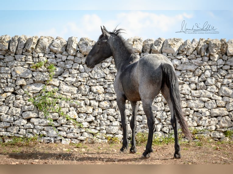 Murgese Stute 2 Jahre 154 cm Roan-Blue in Martina Franca