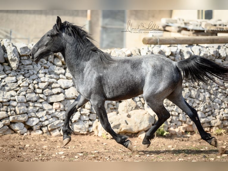 Murgese Stute 2 Jahre 154 cm Roan-Blue in Martina Franca