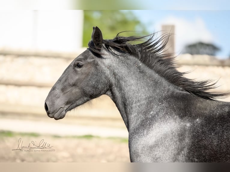 Murgese Stute 2 Jahre 154 cm Roan-Blue in Martina Franca