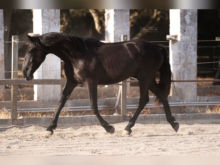 Murgese Stute 2 Jahre 160 cm Rappe in Martina Franca