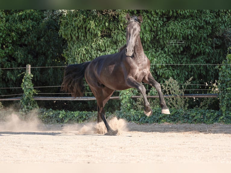 Murgese Stute 2 Jahre 160 cm Rappe in Martina Franca