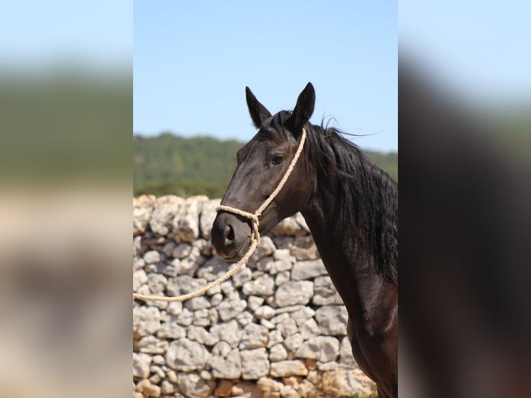Murgese Stute 2 Jahre 160 cm Rappe in Martina Franca