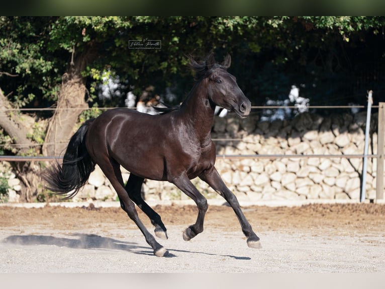 Murgese Stute 2 Jahre 160 cm Rappe in Martina Franca