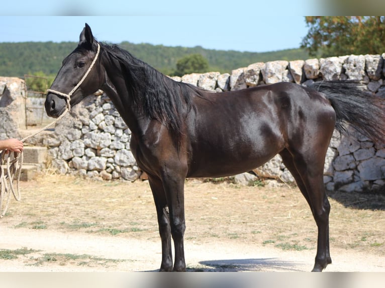 Murgese Stute 2 Jahre 160 cm Rappe in Martina Franca