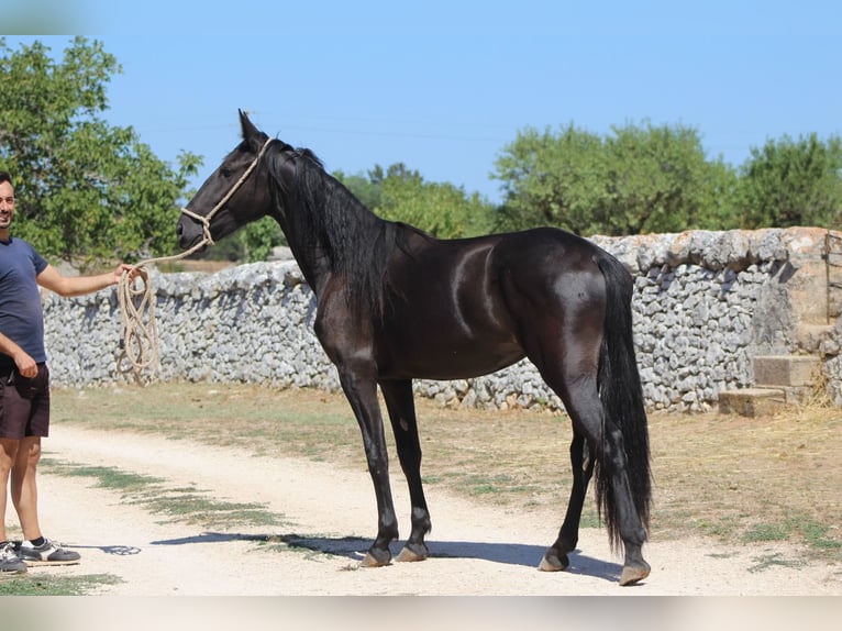 Murgese Stute 2 Jahre 160 cm Rappe in Martina Franca