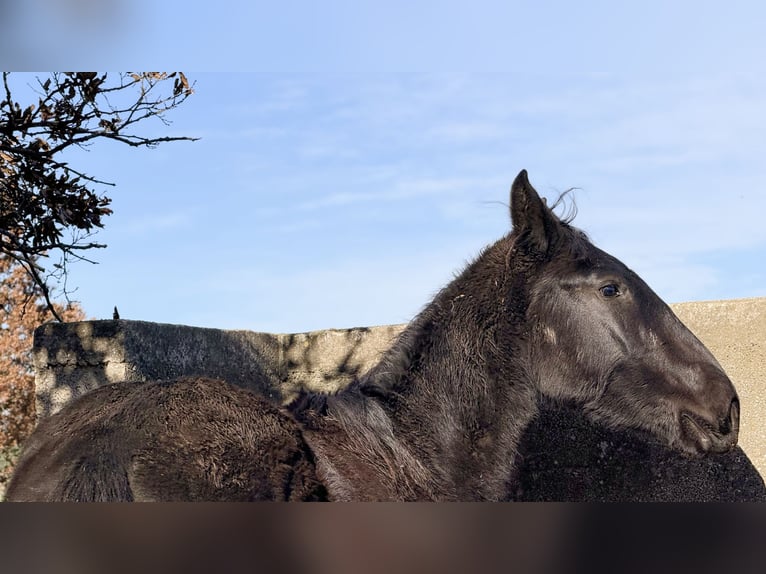 Murgese Stute 2 Jahre 160 cm Rappe in Martina Franca