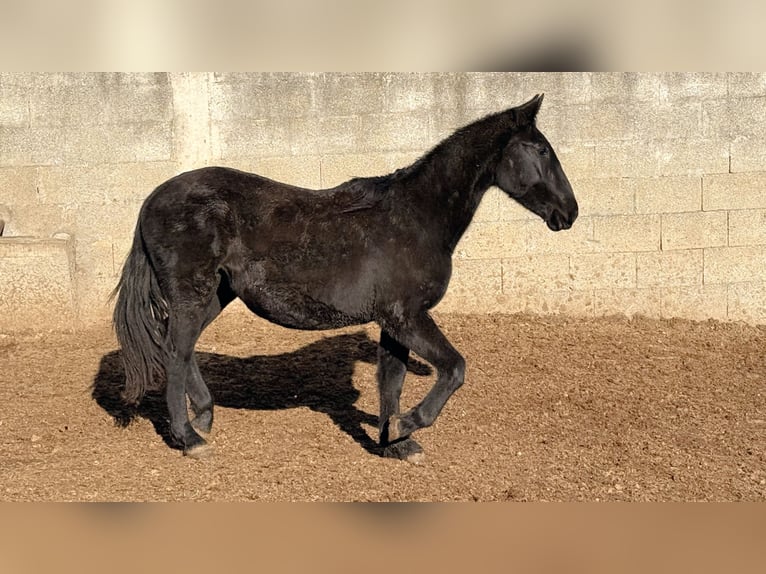 Murgese Stute 2 Jahre 160 cm Rappe in Martina Franca