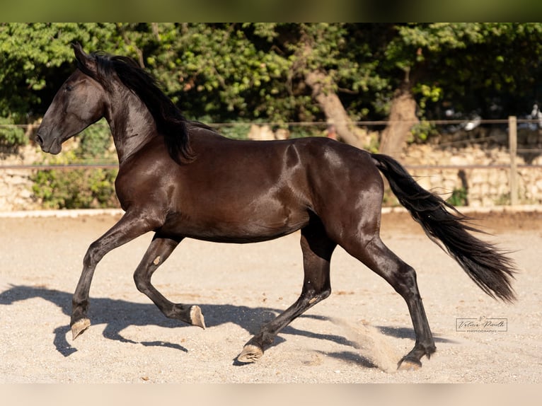 Murgese Stute 2 Jahre 160 cm Rappe in Martina Franca
