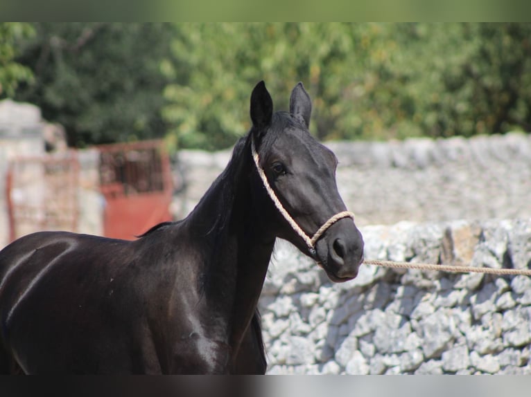 Murgese Stute 2 Jahre 160 cm Rappe in Martina Franca