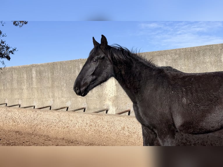 Murgese Stute 2 Jahre 160 cm Rappe in Martina Franca