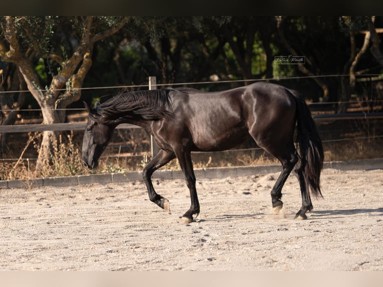 Murgese Stute 2 Jahre 160 cm Rappe in Martina Franca