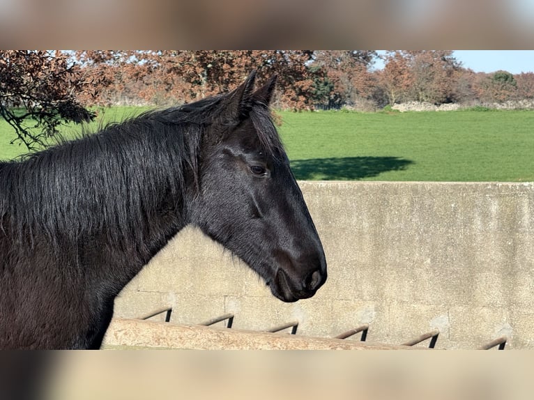 Murgese Stute 2 Jahre 160 cm Rappe in Martina Franca