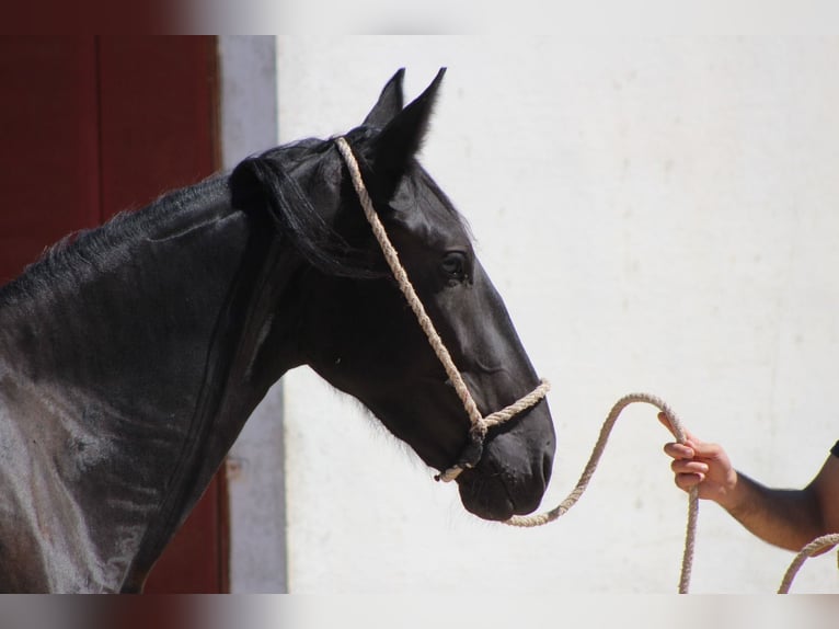 Murgese Stute 2 Jahre 160 cm Rappe in Martina Franca