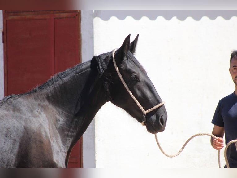 Murgese Stute 2 Jahre 160 cm Rappe in Martina Franca