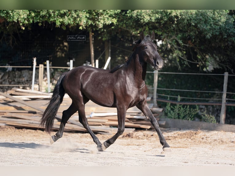 Murgese Stute 2 Jahre 160 cm Rappe in Martina Franca