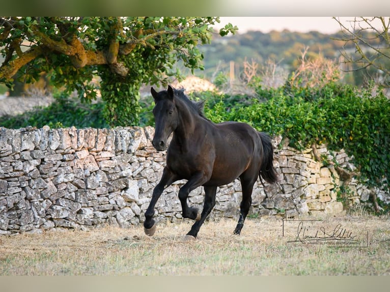 Murgese Stute 2 Jahre 162 cm Rappe in Noci