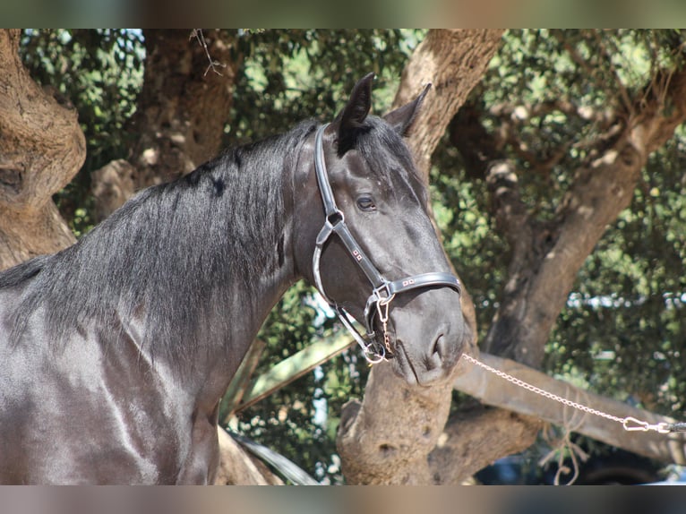 Murgese Stute 2 Jahre 163 cm Rappe in Martina Franca