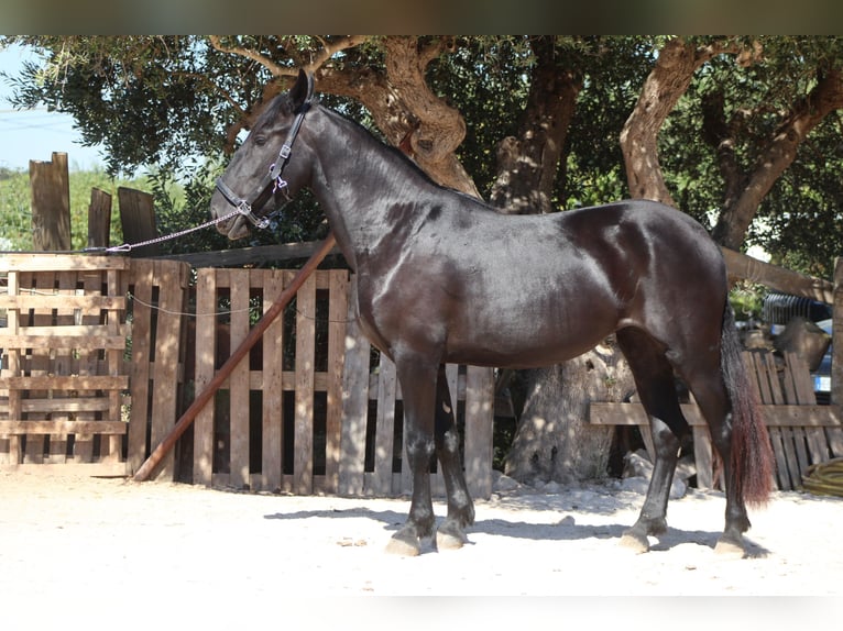 Murgese Stute 2 Jahre 163 cm Rappe in Martina Franca